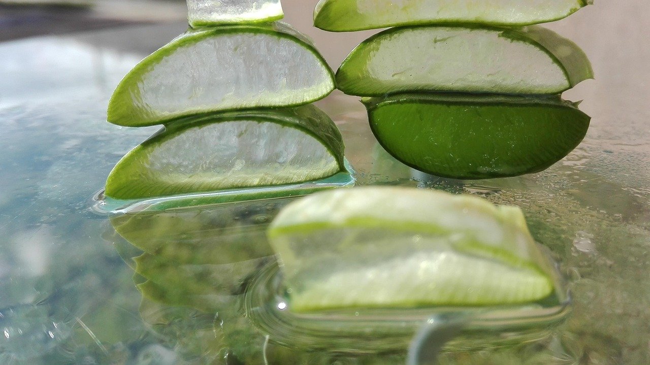 Pianta di Aloe Vera